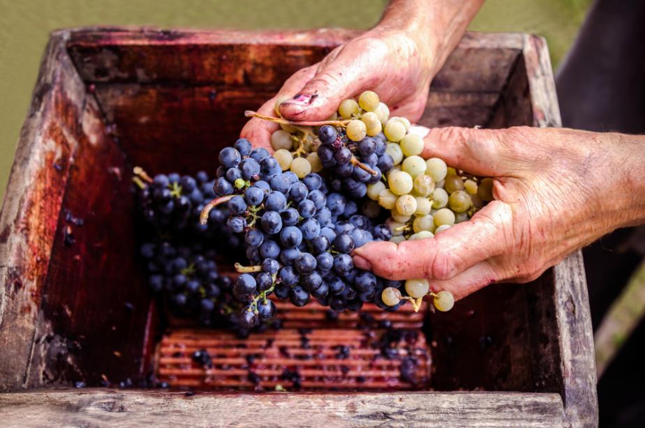 How Will Climate Change Affect Wine Production?