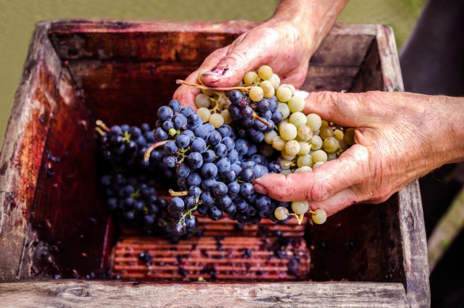 Grapes in old manual press