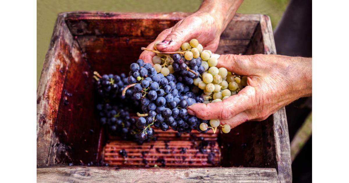 The Guide on How to Make Wine Cranville Wine Racks